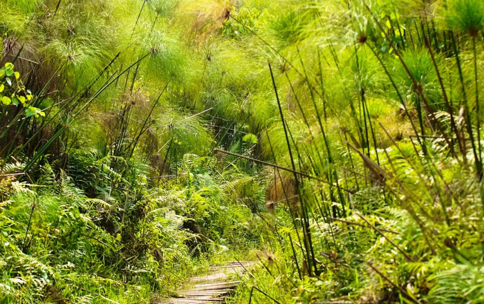 Bigodi swamp walk